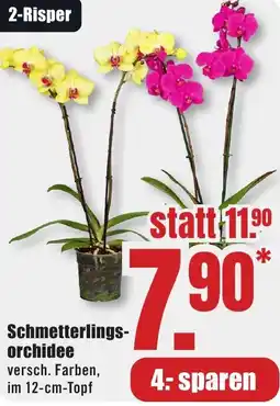 B1 Discount Baumarkt Schmetterlingsorchidee Angebot