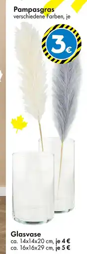 TEDi Pampasgras Angebot