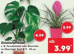 Kaufland Zimmerpflanze Angebot