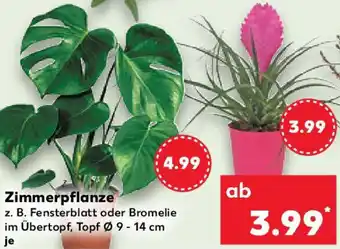 Kaufland Zimmerpflanze Angebot