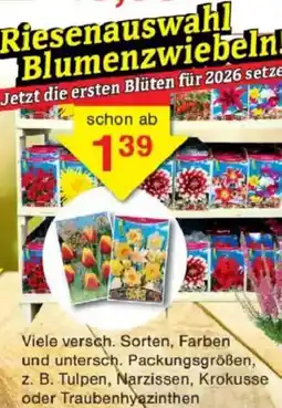 Jawoll Riesenauswahl Blumenzwiebeln! Angebot