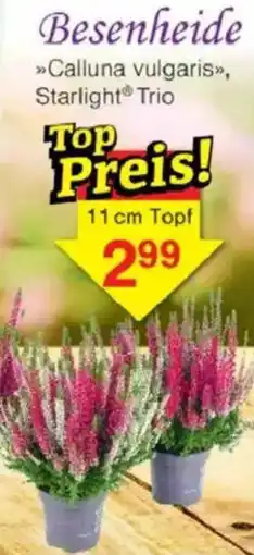 Jawoll Besenheide Angebot