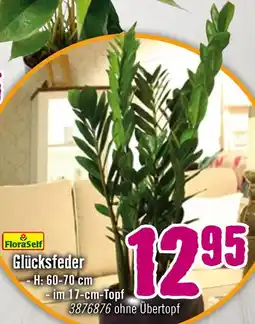 Hornbach Floraself glücksfeder Angebot