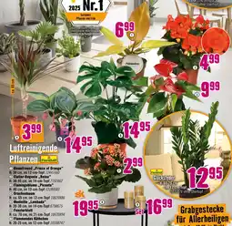 Hornbach Baumfreund „prince of orange“ Angebot