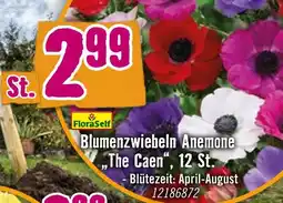 Hornbach Floraself blumenzwiebeln anemone „the caen“ Angebot