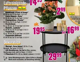 Hornbach Floraself flammendes käthchen Angebot