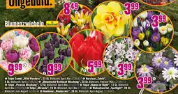 Hornbach Floraself tulpe combi 'wild wonders' Angebot