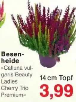 Jawoll Besenheide Angebot