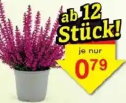 Jawoll Besenheide Angebot