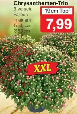 Jawoll Chrysanthemen-Trio Angebot