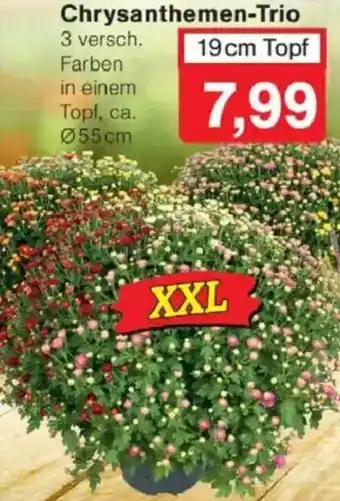 Jawoll Chrysanthemen-Trio Angebot