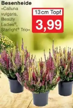 Jawoll Besenheide Angebot