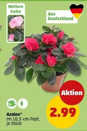 PENNY Azalee Angebot