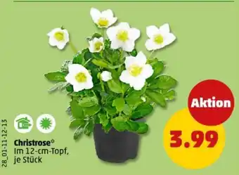 PENNY Christrose Angebot