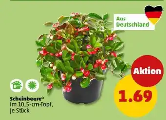 PENNY Scheinbeere Angebot