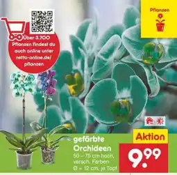 Netto Marken-Discount gefärbte Orchideen Angebot
