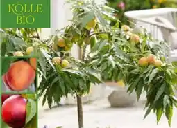 Pflanzen Kölle Kölle's Bio Bio-Zwergobst Angebot