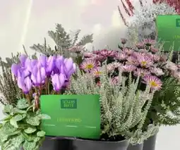 Pflanzen Kölle Kölle's Beste Herbstpflanzen Angebot