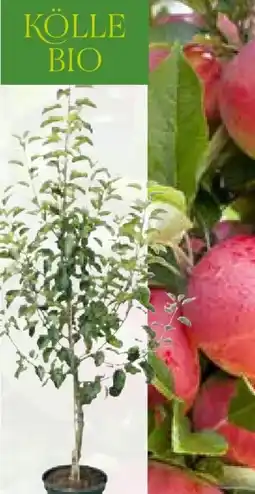 Pflanzen Kölle Kölle's Bio Bio-Premium-Apfelbaum Angebot