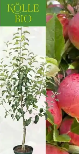 Pflanzen Kölle Kölle's Bio Bio-Premium-Apfelbaum Angebot