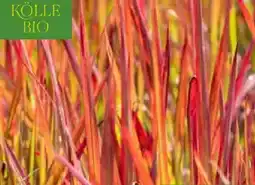 Pflanzen Kölle Kölle's Bio Japanisches Blutgras Red Baron Angebot