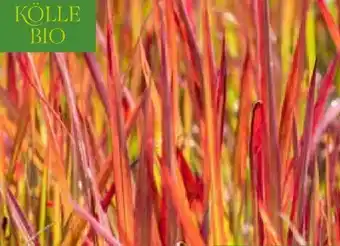 Pflanzen Kölle Kölle's Bio Japanisches Blutgras Red Baron Angebot