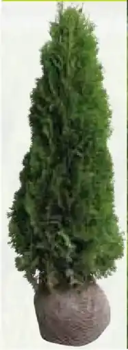 Pflanzen Kölle Kölle Thuja Smaragd Ballenware Angebot