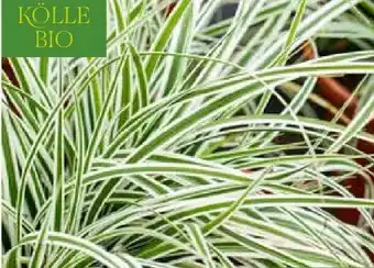 Pflanzen Kölle Kölle's Beste Segge Angebot