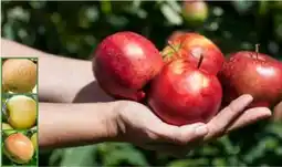 Pflanzen Kölle Apfelbaum Angebot