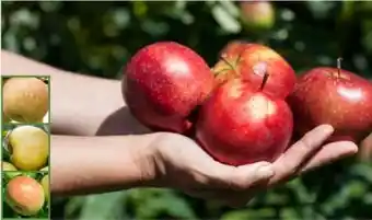 Pflanzen Kölle Apfelbaum Angebot