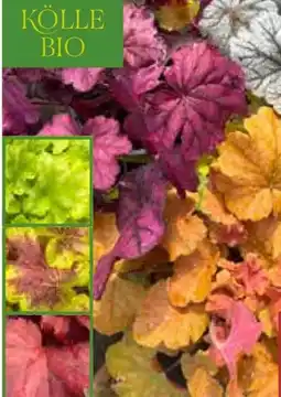 Pflanzen Kölle Kölle's Bio Purpurglöckchen Angebot