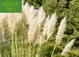 Pflanzen Kölle Kölle's Bio Pampasgras Angebot