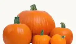 Pflanzen Kölle Halloween Kürbis Angebot