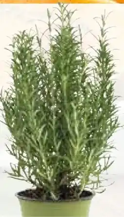 Pflanzen Kölle Sunny Herbs Kräuter Angebot