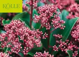 Pflanzen Kölle Kölle Blütenskimmie Rubella Angebot