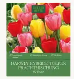 Pflanzen Kölle Kölle's Beste Darwin Hybride Tulpen Prachtmischung Angebot
