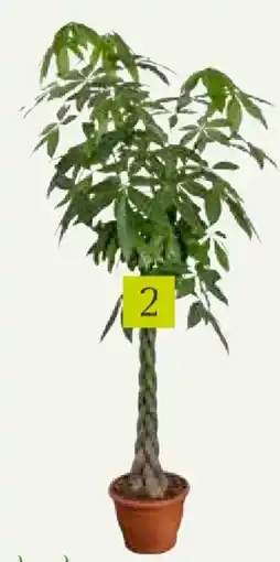 Pflanzen Kölle Zimmerpflanzen Angebot