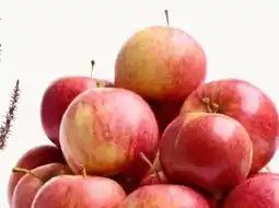 Pflanzen Kölle Äpfel Gala Angebot