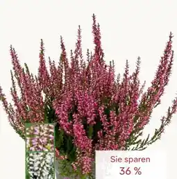 Pflanzen Kölle Knospenheide Angebot