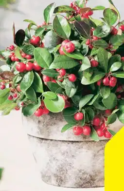 Hagebau Scheinbeere Gaultheria procumbens Angebot