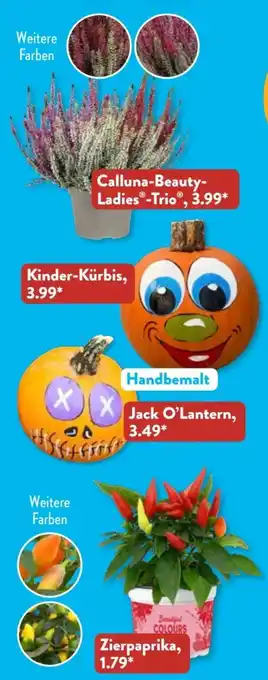 Aldi Süd Gardenline Zierpaprika Angebot