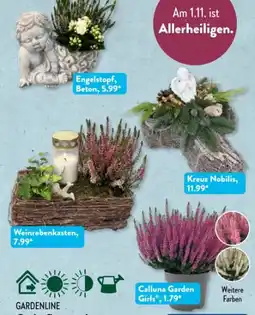 Aldi Süd Gardenline Grabpflanze Angebot