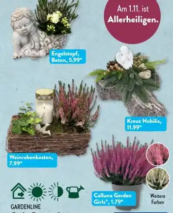 Aldi Süd Gardenline Grabpflanze Angebot