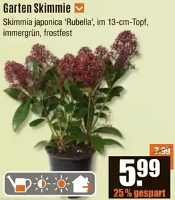 V Baumarkt Garten Skimmie Angebot