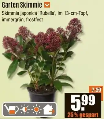 V Baumarkt Garten Skimmie Angebot