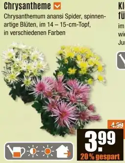 V Baumarkt Chrysantheme Angebot
