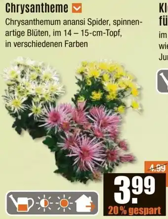 V Baumarkt Chrysantheme Angebot