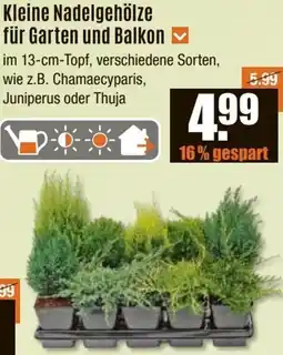 V Baumarkt Kleine Nadelgehölze für Garten und Balkon Angebot