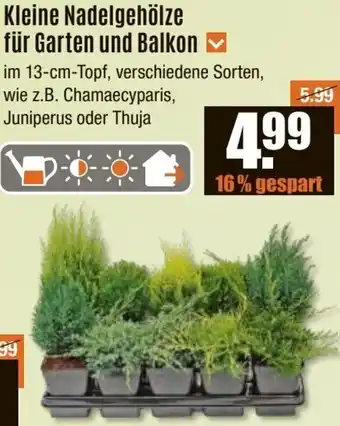 V Baumarkt Kleine Nadelgehölze für Garten und Balkon Angebot