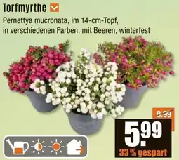 V Baumarkt Torfmyrthe Angebot